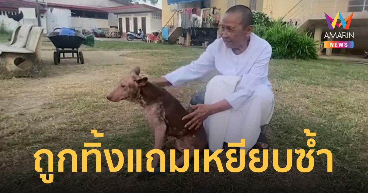 สุนัขพิการ ถูกเจ้าของขับกระบะปล่อยทิ้งวัด ซ้ำถูกขับรถเหยียบตอนวิ่งตาม