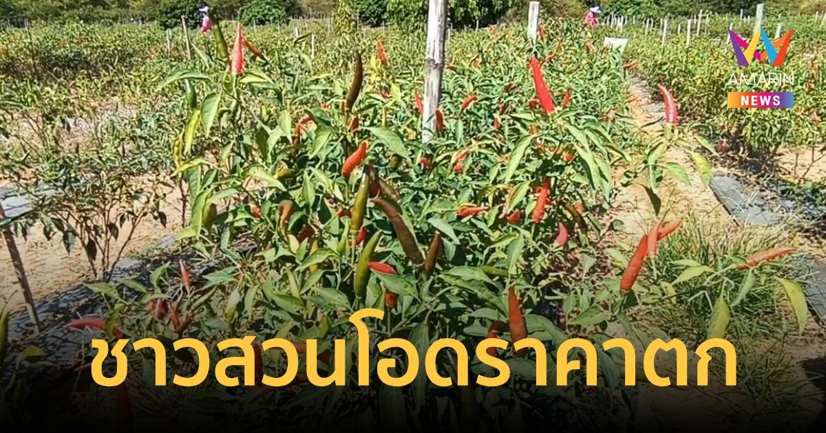 ชาวสวนพริกโอด ราคาร่วงครึ่งหนึ่ง ภายใน 1 สัปดาห์!