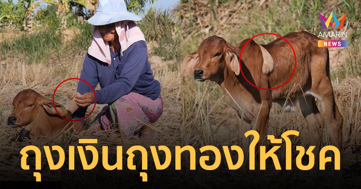 ฮือฮา! ลูกวัวแปลกมีเนื้องอกคล้ายใบหูที่หลัง เชื่อเป็นถุงเงินถุงทองให้โชค