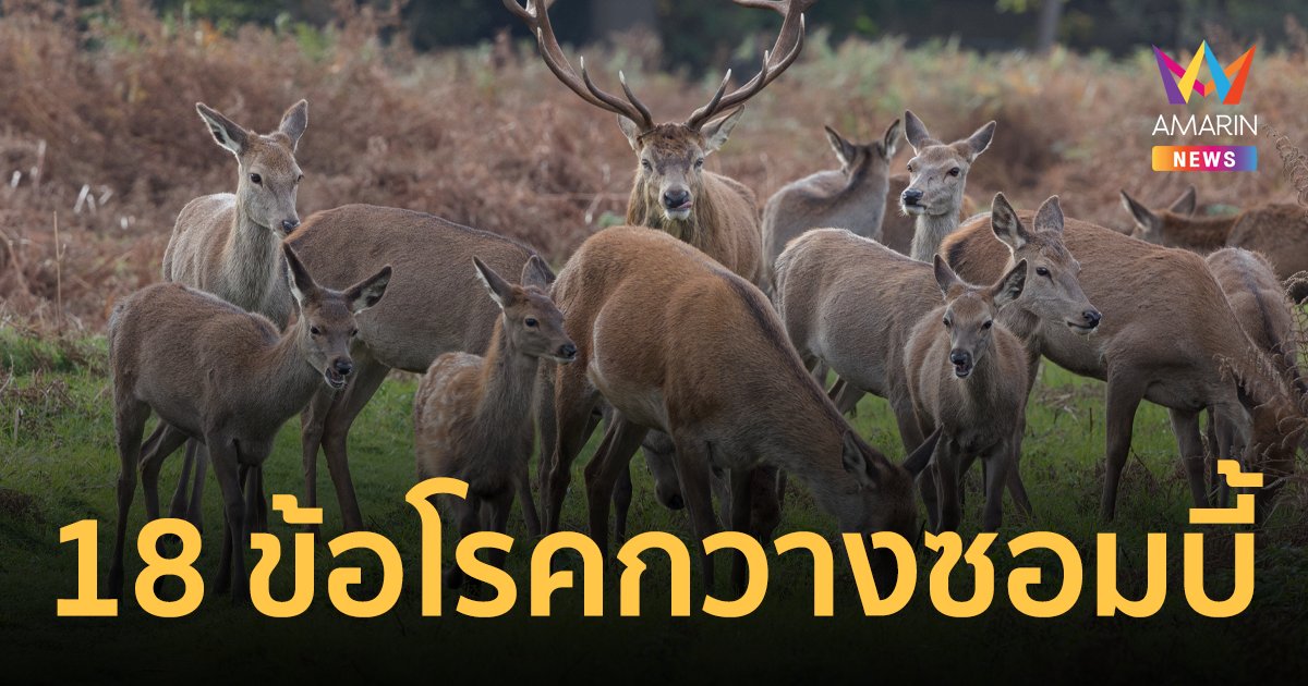 18 ข้อควรรู้เกี่ยวกับ “พรีออน” ที่ก่อให้เกิดโรค “กวางซอมบี้” ที่อาจแพร่สู่คน