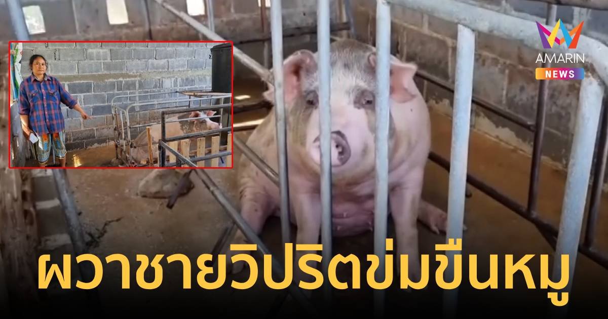 ชายจิตวิปริตบุกข่มขืนหมูท้องแก่ใกล้คลอดกลางดึก