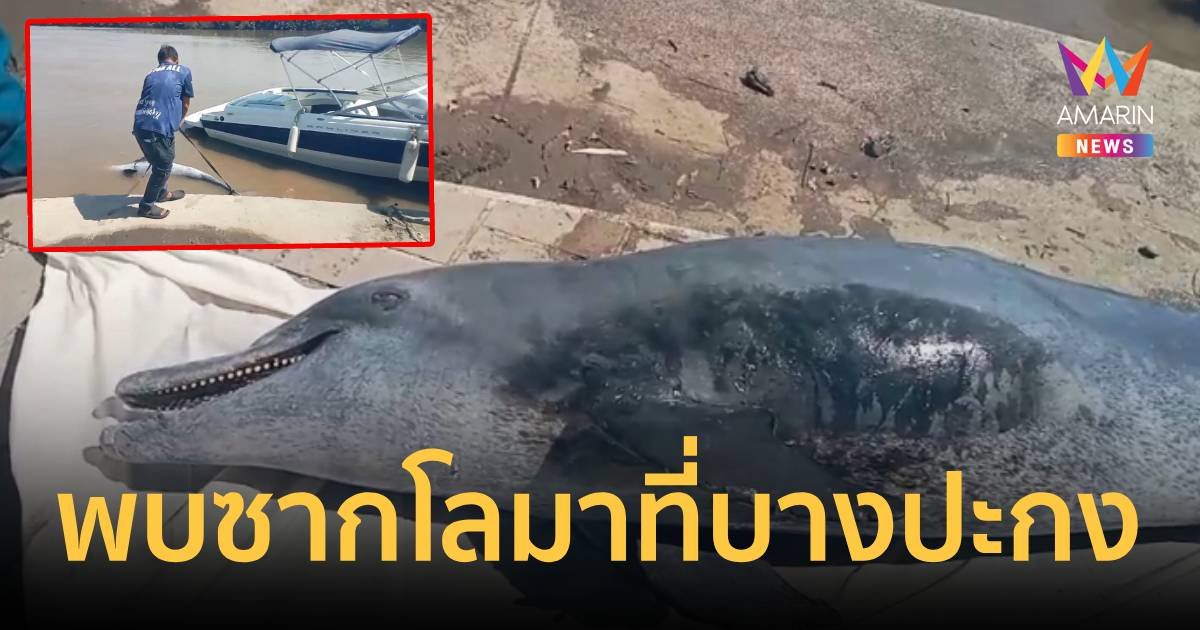 พบซากปลาโลมา กลางแม่น้ำบางปะกงใกล้วัดหลวงพ่อโสธร