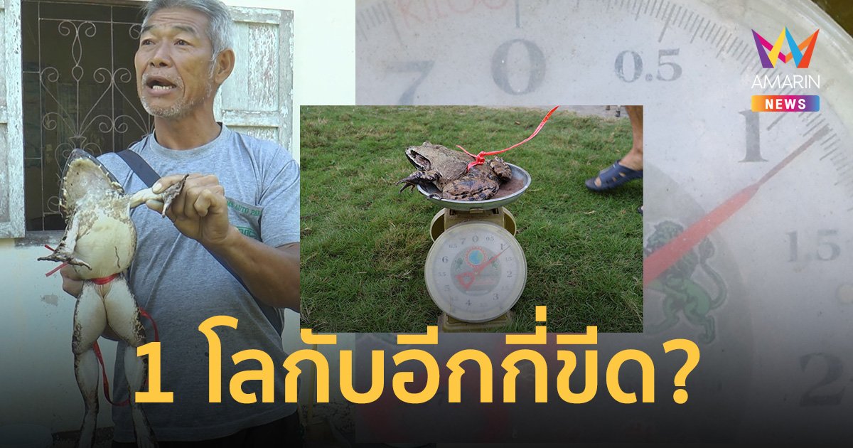 กบอะไรตัวใหญ่โลกว่า ใกล้หวยออกขอส่องเลขเด็ดหน่อย 1 โลกับอีกกี่ขีด?