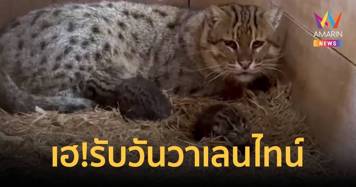 พยานรักรับวาเลนไทน์ สวนสัตว์สงขลา เฮ! ได้ทายาท "เสือปลา"