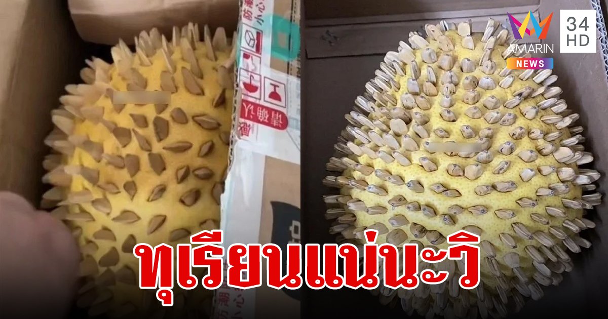 สาวสั่งทุเรียนออนไลน์ เปิดกล่องมา เอ๊ะ! ลูกอะไรกลมๆ มีหนาม พอดูดีๆ ถึงกับอึ้งในความพยายาม