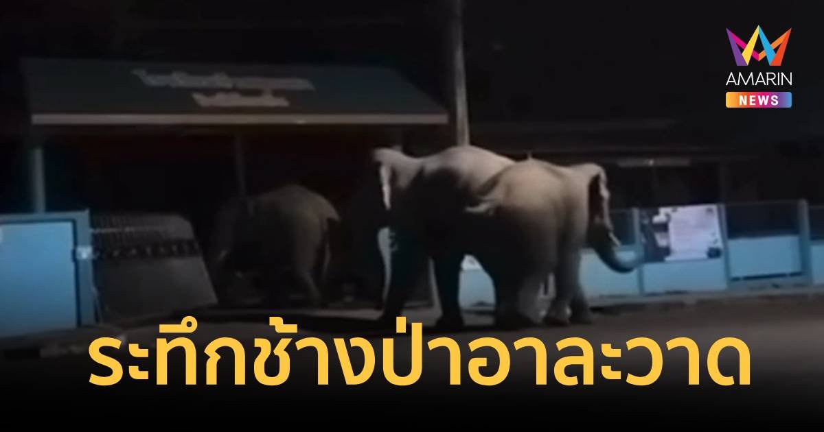 ระทึก ช้างป่าเดินเล่นกลางเมืองพังประตูโรงเรียน