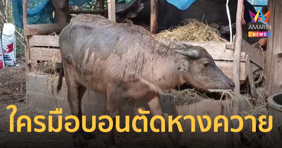 ประณามคนมือบอน ใจทรามแอบตัดหางควายเลือดไหล สุดน่าเวทนายิ่ง