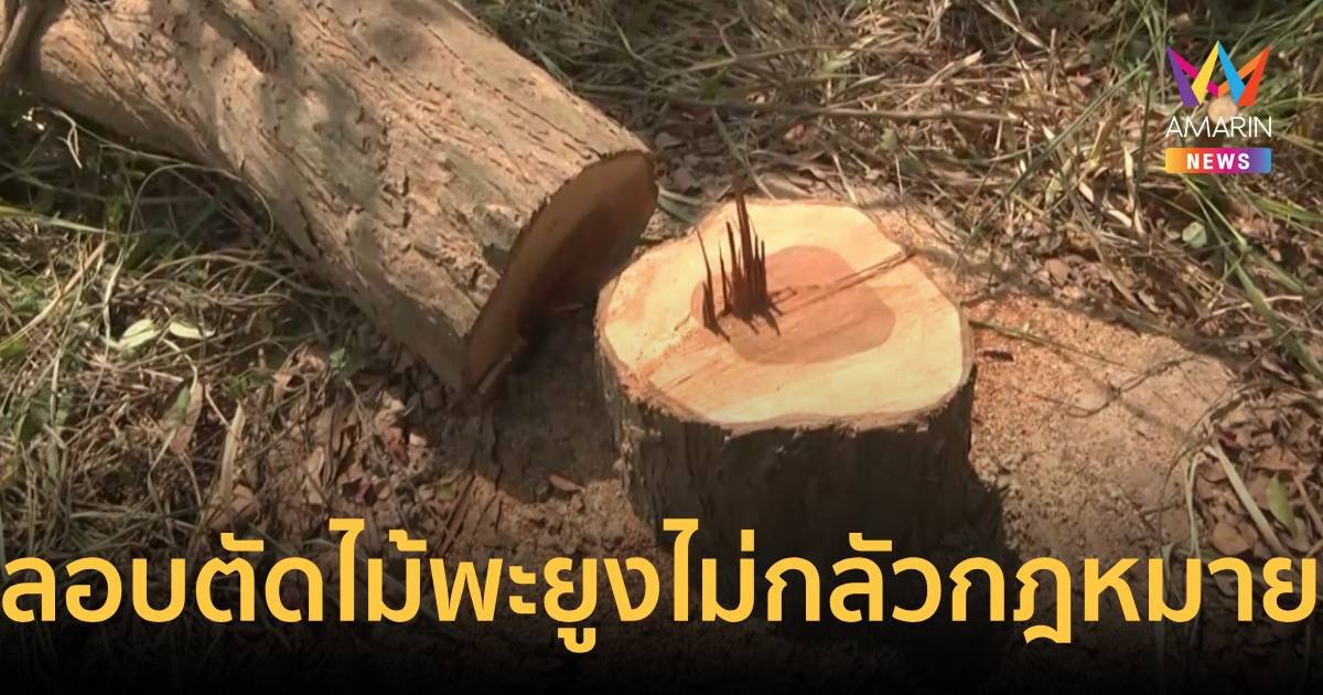 ผงะแก๊งมอดไม้พะยูง เล่นของใช้เลื่อยมือตัด 6 ต้น ทิ้งหลักฐานเกลื่อน เสียหาย 1.8 แสน