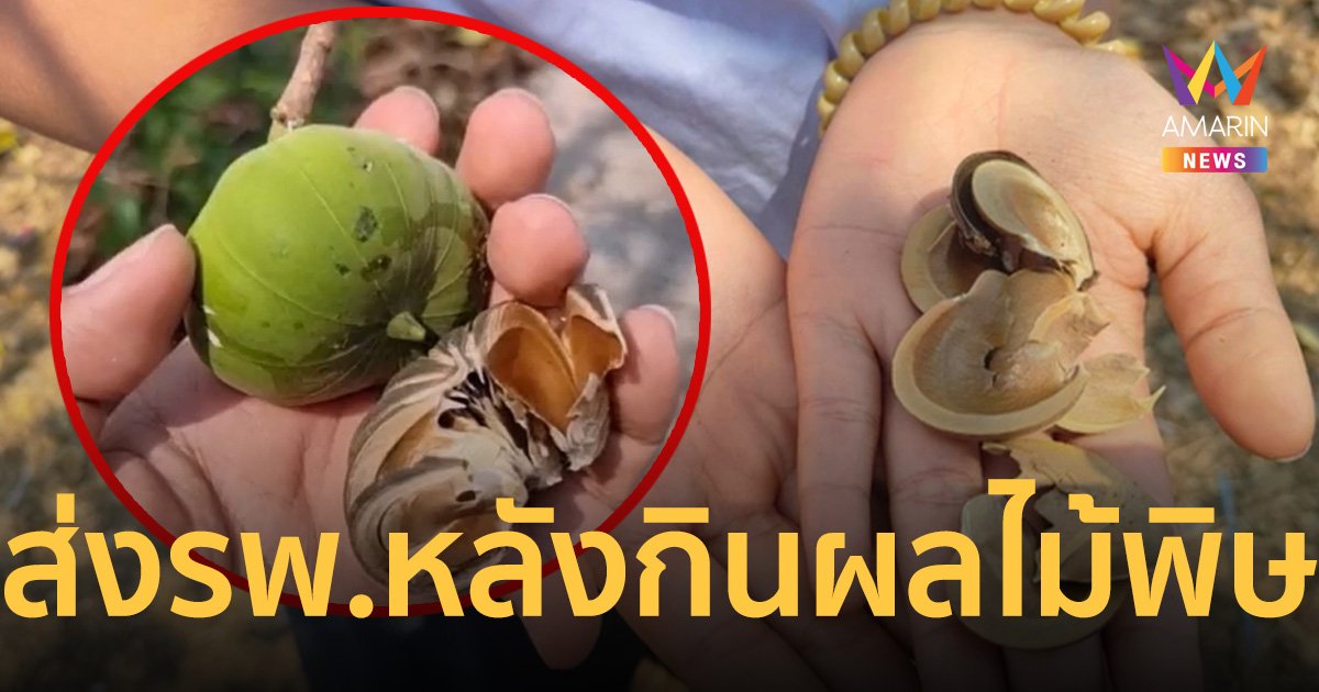 กินลูกหมากต้นโพธิ์ศรี ผลไม้มีพิษ หาม 7 นักเรียนชายส่งโรงพยาบาล