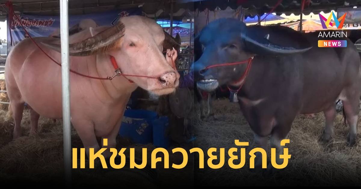 แห่ชม ควายยักษ์-ควายเผือก มูลค่า 10-18 ล้านบาท คาดเงินสะพัดหลายร้อยล้านแน่