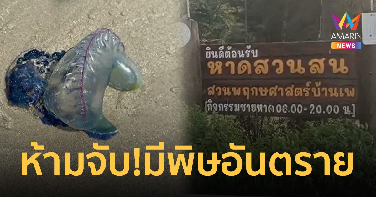 แมงกะพรุนโปรตุเกส โผล่ชายหาดสวนสนระยอง เตือนห้ามจับ! มีพิษร้ายอันตราย