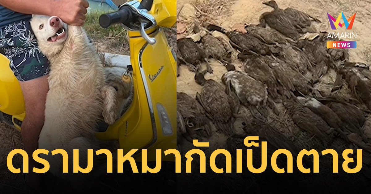 ดรามาจับสุนัขมัดขาเรียก 5 หมื่น หลังกัดเป็ด 200 ตัว วอนฟังความสองฝ่าย