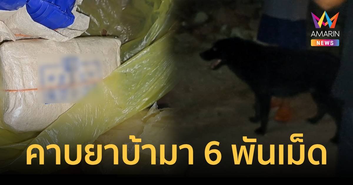 หนุ่มใหญ่แทบช็อก หมาคาบยาบ้า 6,000 เม็ดมาทิ้งหน้าบ้าน