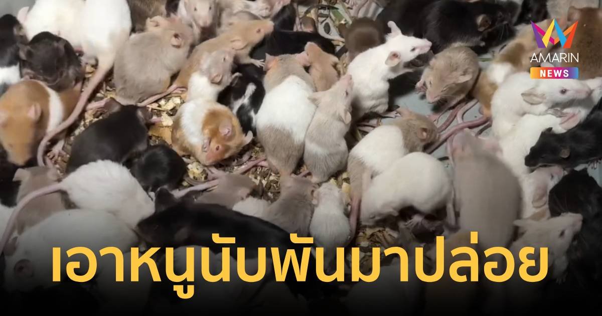 ยั้วเยี้ยขนลุก คนเอาหนูมาทิ้งนับพันตัว ชาวบ้านหวั่นมาแพร่เชื้อโรค