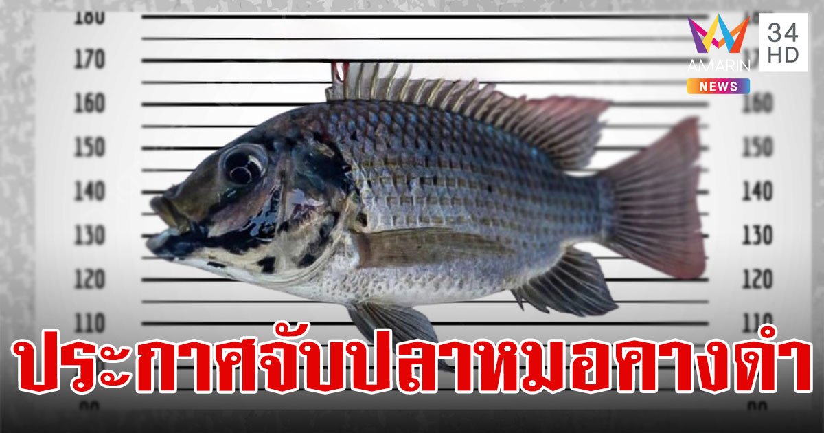 นักล่าค่าหัวห้ามพลาด!ประกาศจับตาย "ปลาหมอคางดำ" รางวัลนำจับมูลค่า 8,500 บาท