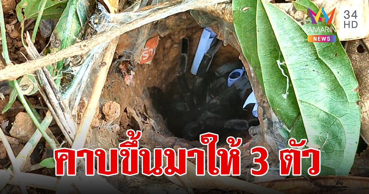 รอหลายชั่วโมงไม่ผิดหวัง พญาบึ้ง คาบ "เลขเด็ด" ขึ้นมาวางให้ 3 ตัว