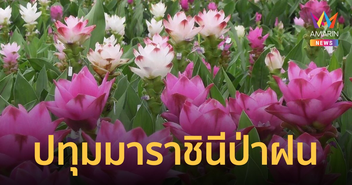 ชวนชมเทศกาล ‘ปทุมมา ราชินีป่าฝน’ ยลความงามดอกกระเจียว ท่องเที่ยว ‘เพ ลา เพลิน’