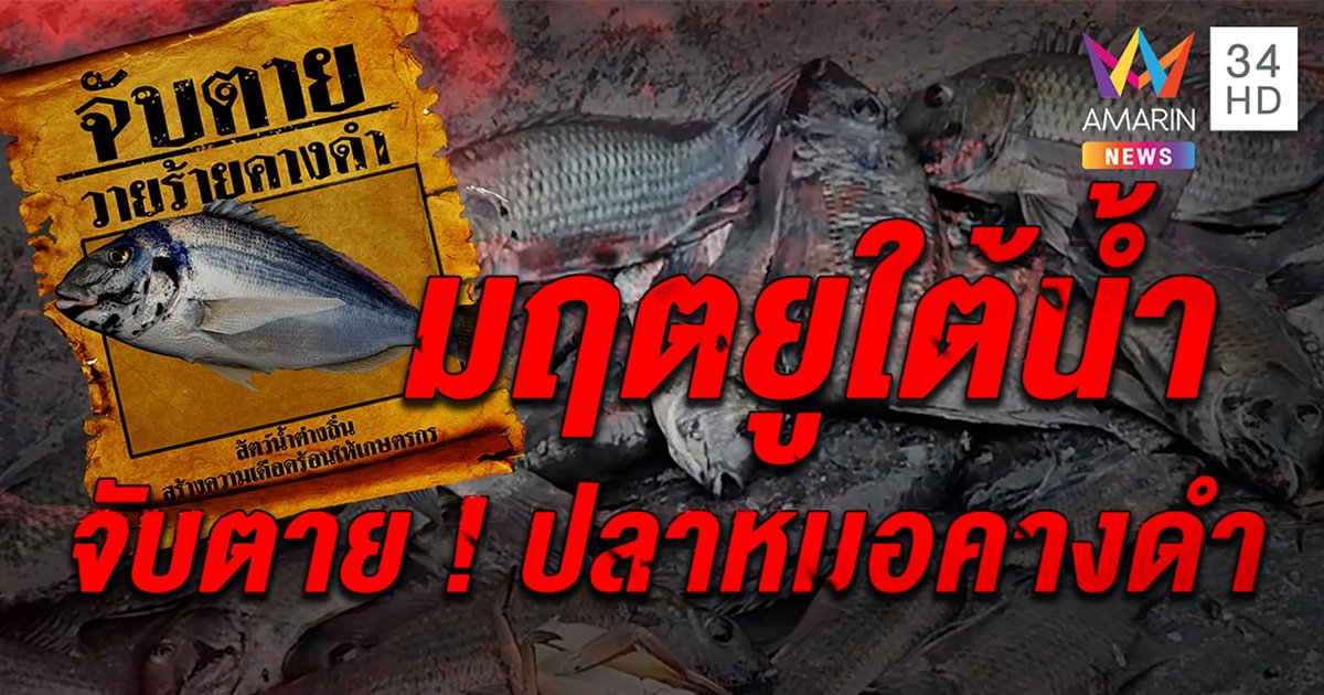 มฤตยูใต้น้ำจับตาย! ปลาหมอคางดำ ปล่อยกะพงขาวนักล่าลุยกำจัด หวังคุมปลาปีศาจ (คลิป)