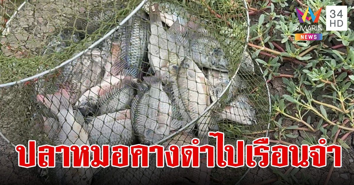 ราชทัณฑ์ รับจบ นำปลาหมอคางดำทำเมนูในเรือนจำ สั่งผู้ต้องขังมีทักษะประมงไปออกล่า