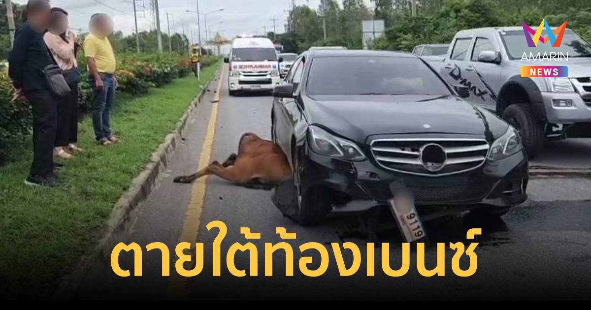 ระทึก!วัวชนรถจยย.แล้วหนีเตลิดมาชนเบนซ์อย่างจัง ตายคาใต้ท้องรถเบนซ์