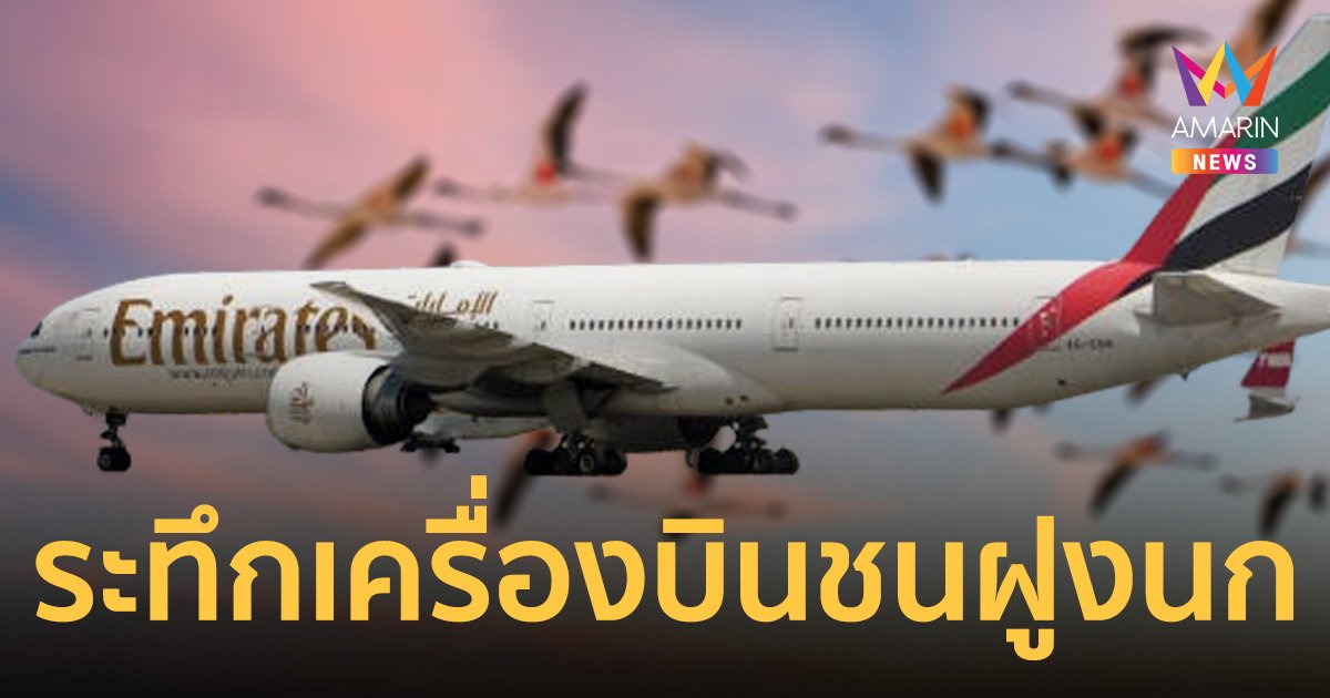 300 ชีวิตระทึก เครื่องบินชนฝูงนกฟลามิงโกตายเกลื่อน ก่อนลงจอด