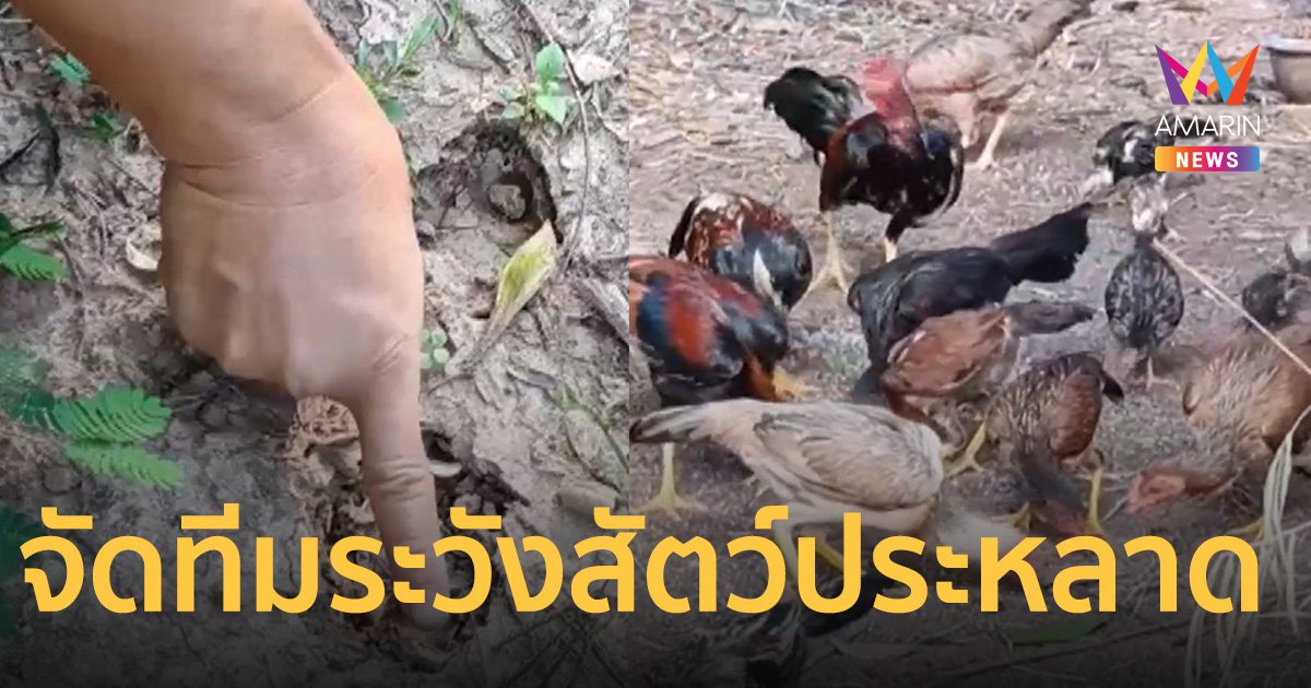 ชาวบ้านเริ่มกลัว สัตว์ประหลาด จกกินไส้ไก่ จัดทีมงานเฝ้าระวัง