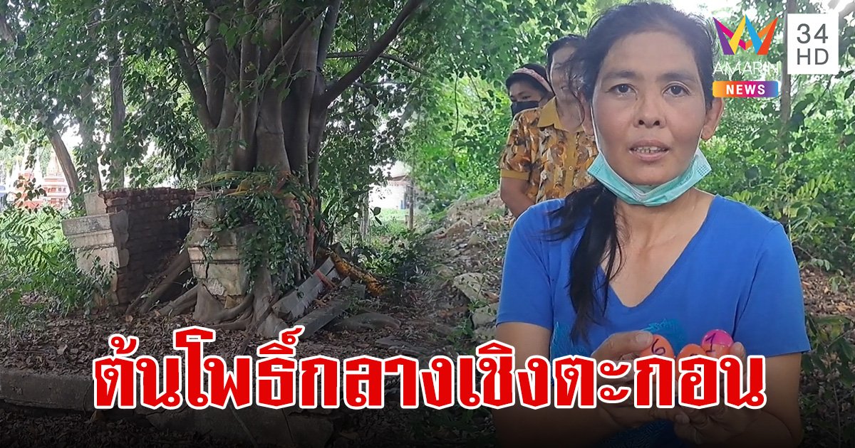 คอหวยใจเด็ดบุกป่าช้าเก่า ขอเลขรวยเน้นๆ จาก ต้นโพธิ์โผล่กลางเชิงตะกอนเผาพันศพ