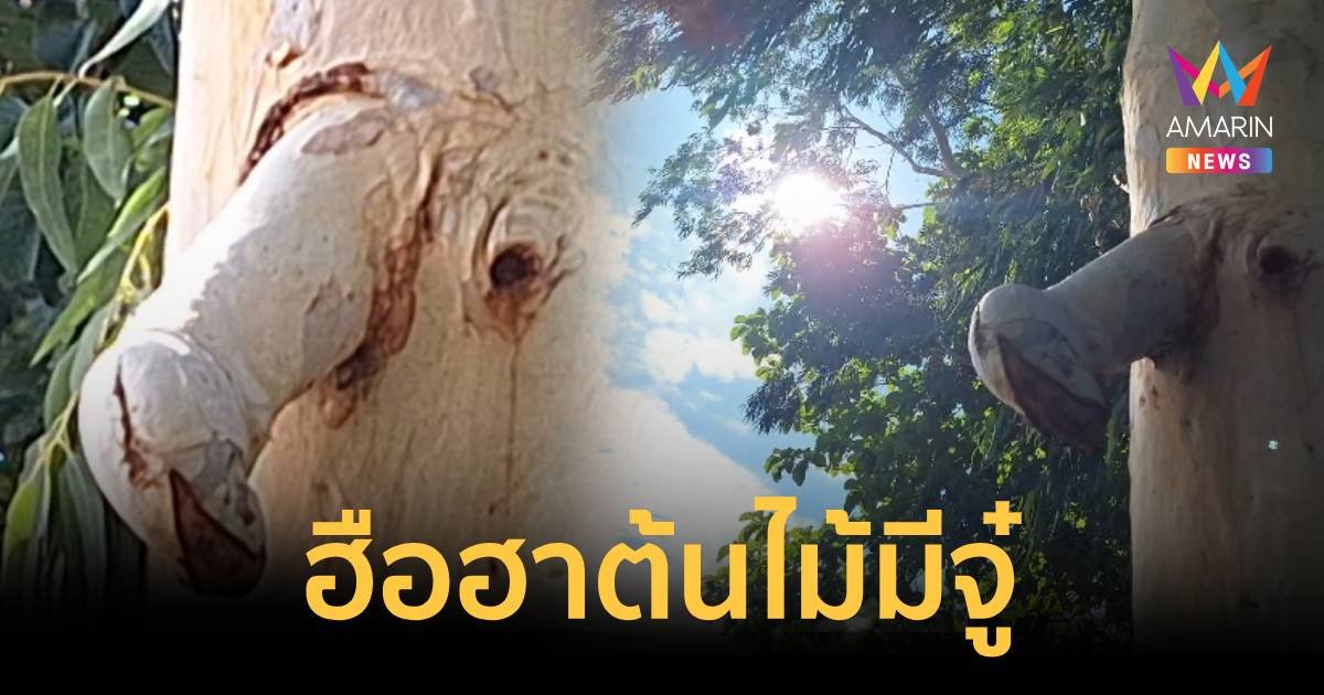 ฮือฮา!!ต้นไม้ชายชาตรี จะงอยคล้ายจู๋โผล่กลางลำยูคาลิปตัส