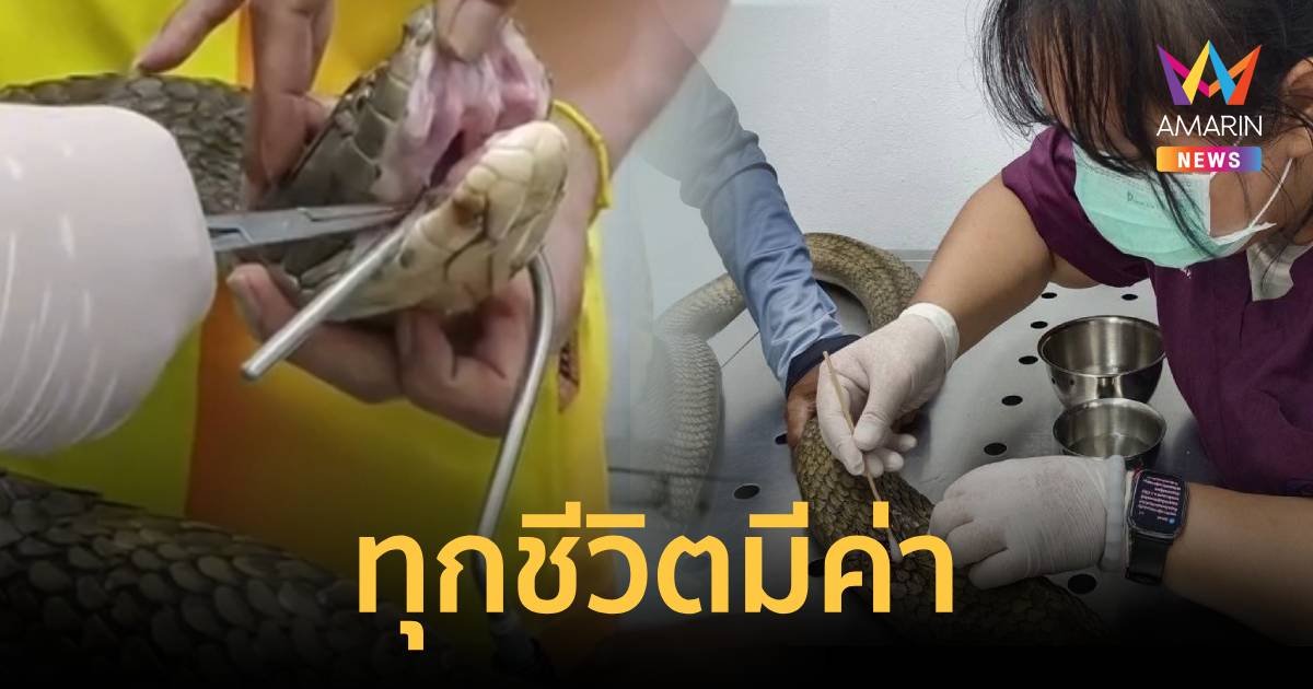 ทุกชีวิตมีค่า กู้ภัยแบกจงอางยักษ์ยาว 4 เมตร ส่งแพทย์รักษา