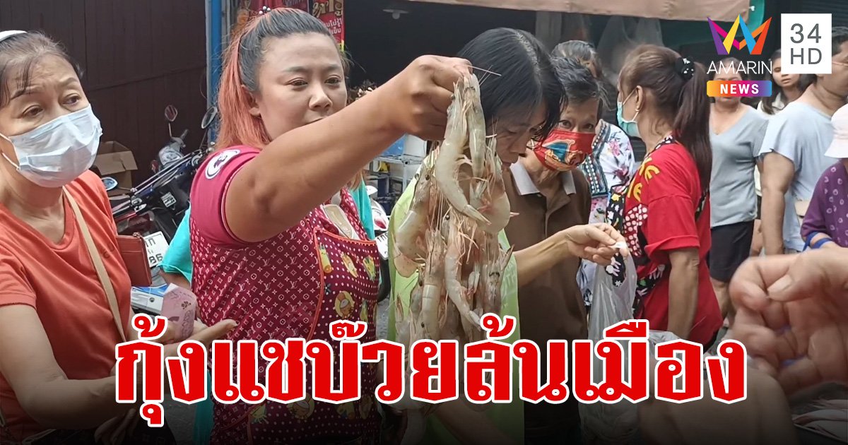 กุ้งแชบ๊วยล้นทะเล ชาวประมงเมืองตรังจับได้เยอะสุดในรอบ 30 ปี คนแย่งกันซื้อเพียบ