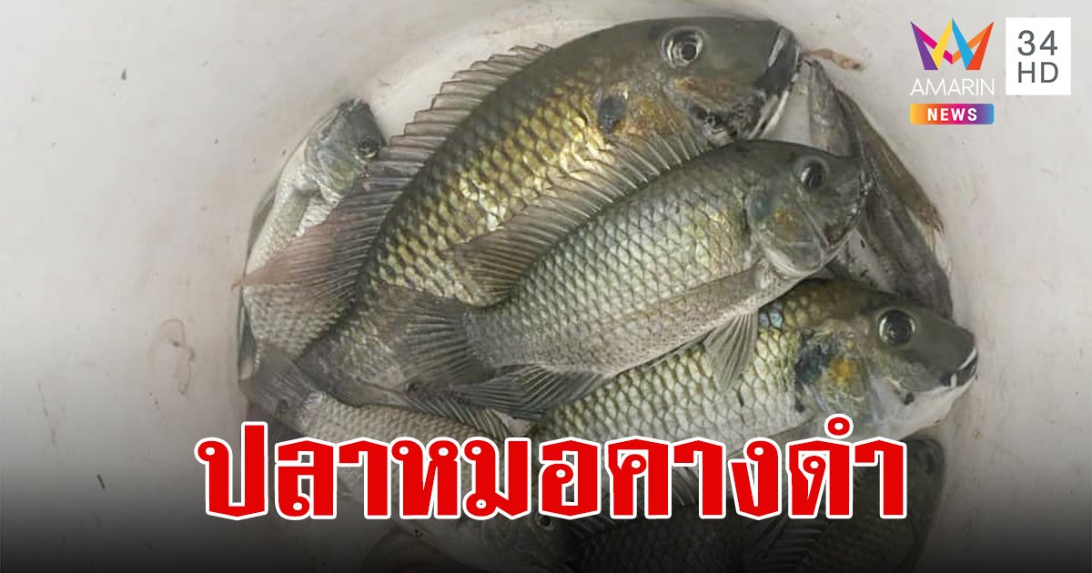 ปลาหมอคางดำ ระบาดหนัก สงขลาประกาศจับ เพชรบุรี ใช้ปลากะพงกำจัดแต่ยังสู้ไม่ไหว