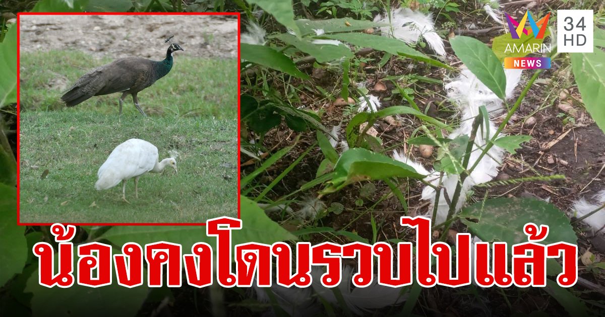 นกยูงอินเดีย โดนสอยแล้ว เจอเหลือแต่เศษขน หลังคนหวั่นมาผสมข้ามพันธุ์กับนกยูงไทย