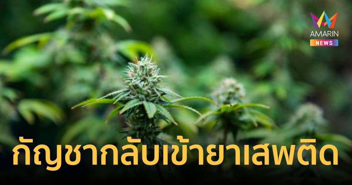 ด่วน! มติบอร์ดยาฯ คืน กัญชา กลับเข้าบัญชียาเสพติด