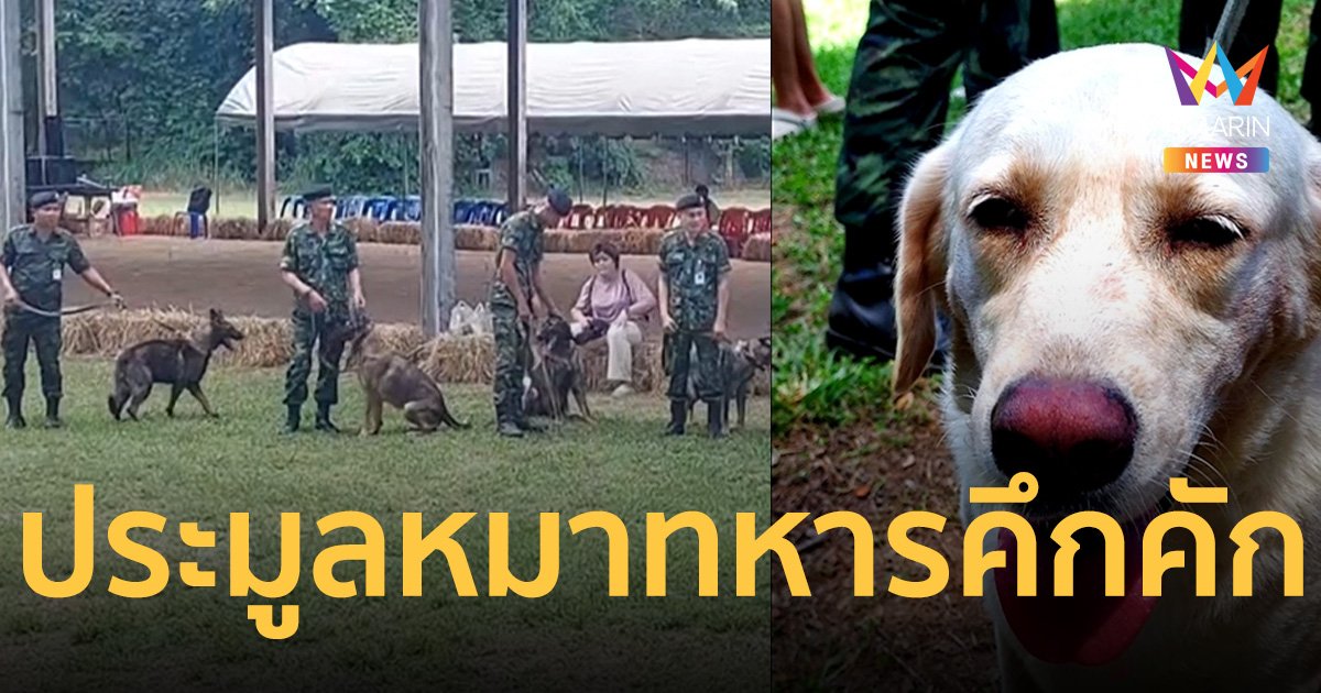 ประมูลสุนัขทหาร 54 ตัว คึกคัก ฮิลม่า ได้บ้านใหม่ ปิดประมูลสูงสุด 1.2 แสน