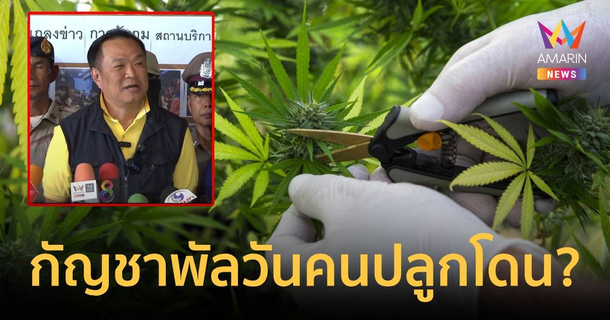 กัญชากลับไปจุดเดิม! “อนุทิน” ถามแทนชาวบ้านปลูกช่อดอกงอกโดนคดี?