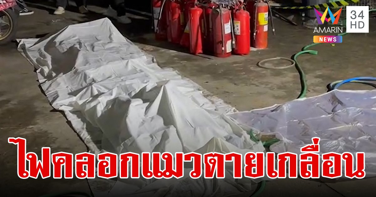 ไฟไหม้ห้องพักการเคหะดอนเมือง แมวหนีออกมาไม่ได้ตายเกลื่อน 21 ตัว