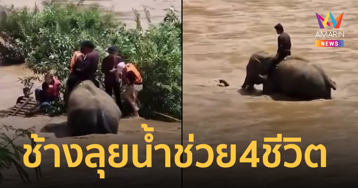 ระทึก! ช้างลุยน้ำช่วยชีวิต 4 นักท่องเที่ยวแพล่ม กลางน้ำไหลเชี่ยว