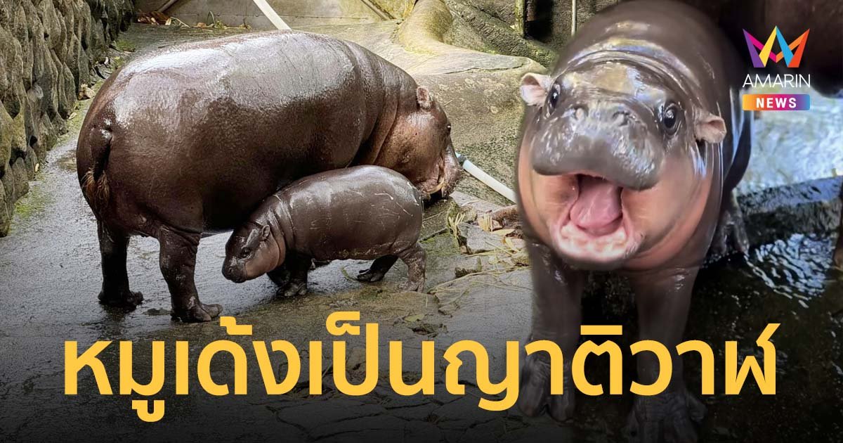 สืบประวัติบรรพบุรุษ "หมูเด้ง" ฮิปโปแคระ เป็นญาติกับ วาฬ ตั้งแต่ 55 ล้านปีก่อน