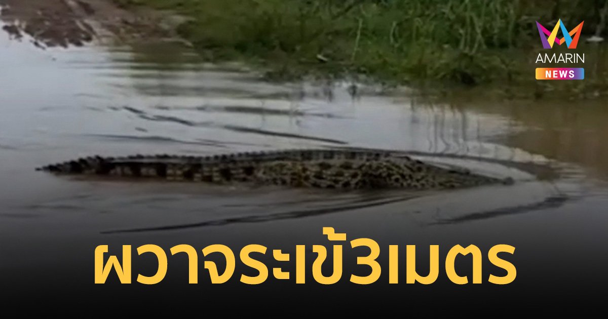 ผวาจระเข้ยาว 3 เมตร โผล่ผ่านหน้าชาวบ้านหาปลา เห็นรีบแจ้งเจ้าหน้าที่มาจับ