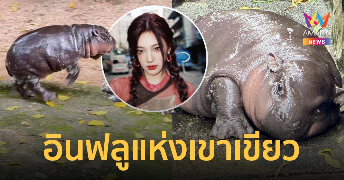 "หมูเด้ง" ขวัญใจ "หนิงหนิง aespa” ผู้พลิกกระแสความซบเซาของสวนสัตว์ ให้กลับมาทำเงินสุดปัง