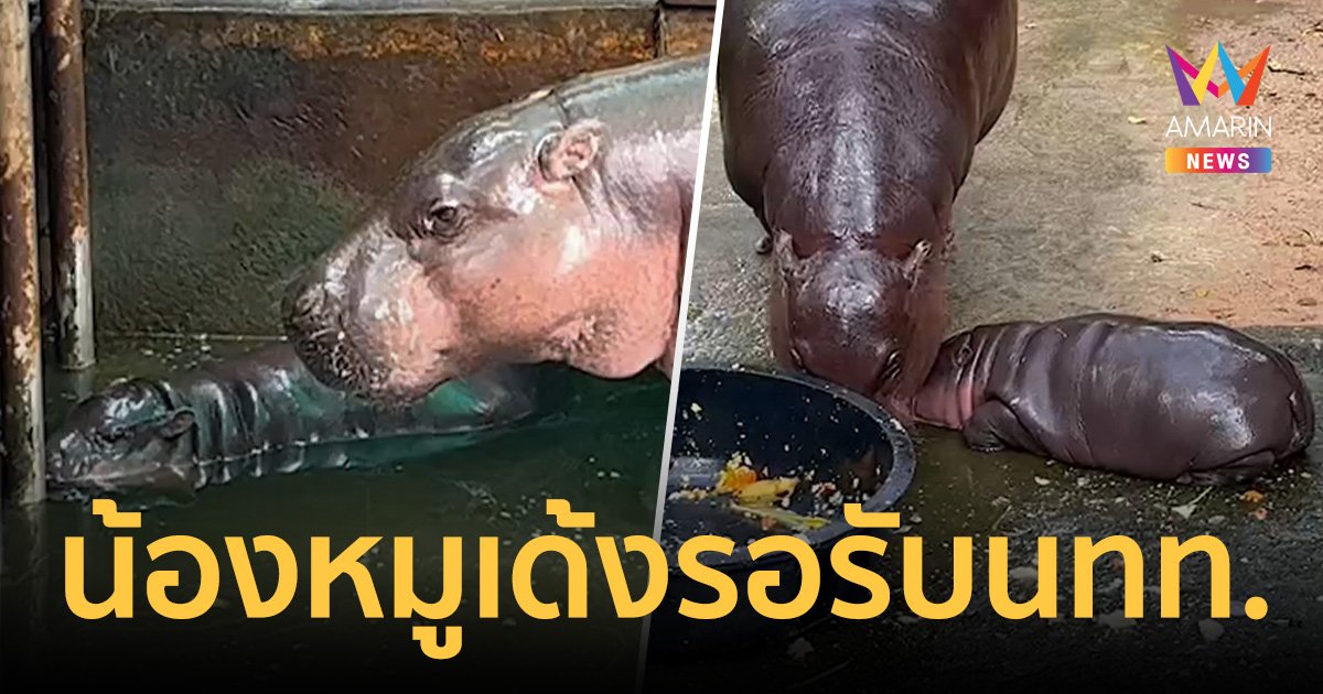 น้องหมูเด้ง รอรับ นักท่องเที่ยวทั่วสารทิศ หลังปักมุดมาดูความน่ารัก