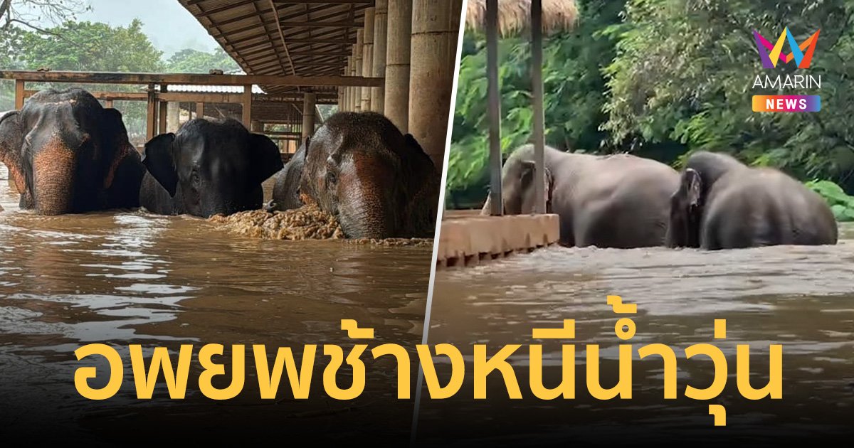 ทุกชีวิตต้องปลอดภัย ศูนย์บริบาลช้างวุ่น อพยพน้องช้าง-หมา-ไก่ หนีน้ำป่า