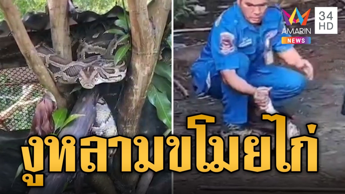 เจ้าของบ้านช็อก! ติดกล้องจับโจรขโมยไก่ เจองูหลาม 4 เมตร
