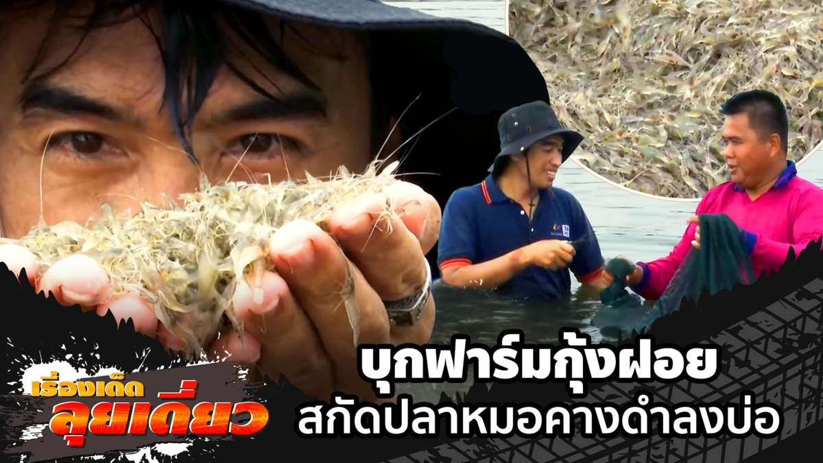 เรื่องเด็ดลุยเดี่ยว | บุกฟาร์มกุ้งฝอย สกัดปลาหมอคางดำลงบ่อ