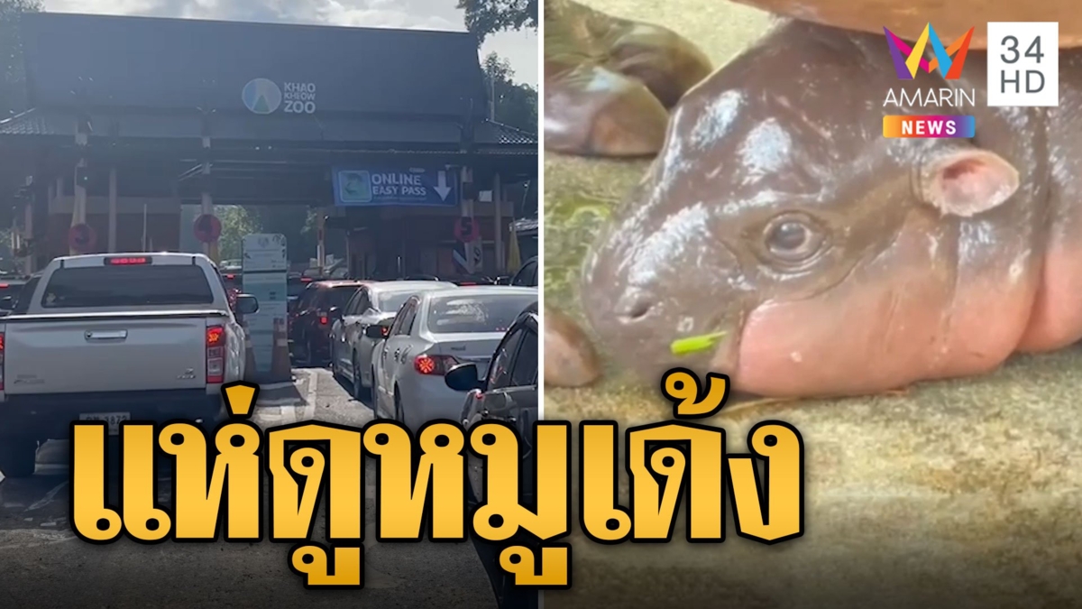 “หมูเด้ง” ฟีเวอร์! สวนสัตว์เปิดเขาเขียวคึกคัก วันหยุดรถติดยาว 7 กม.
