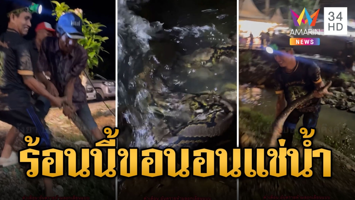 อากาศมันร้อน เหลือมยักษ์นอนแช่น้ำ ไม่รอดมือบังยาบองหลาคิงค์