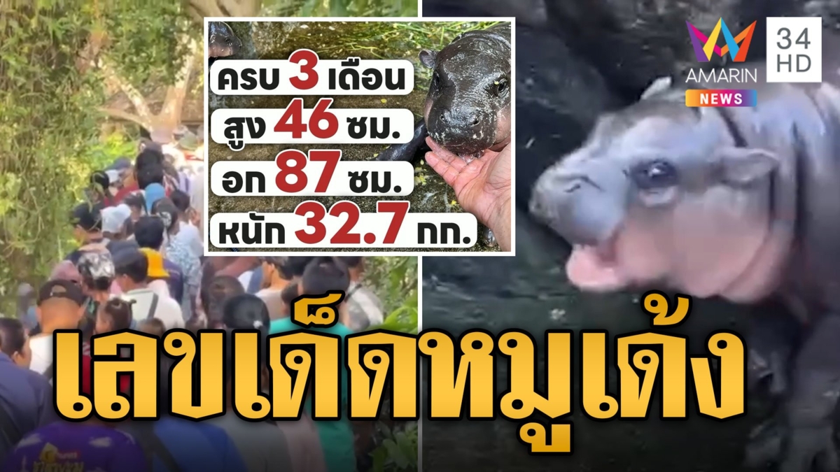 คิวแน่นทุกวัน! นทท.แห่ดูน้องหมูเด้ง คอหวยลุ้นโชคเลขน้ำหนัก-สวนสูง