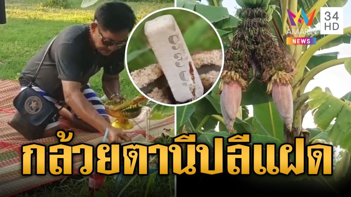 สุดแปลก! กล้วยตานีปลีแฝด ชาวบ้านแห่ขอโชค