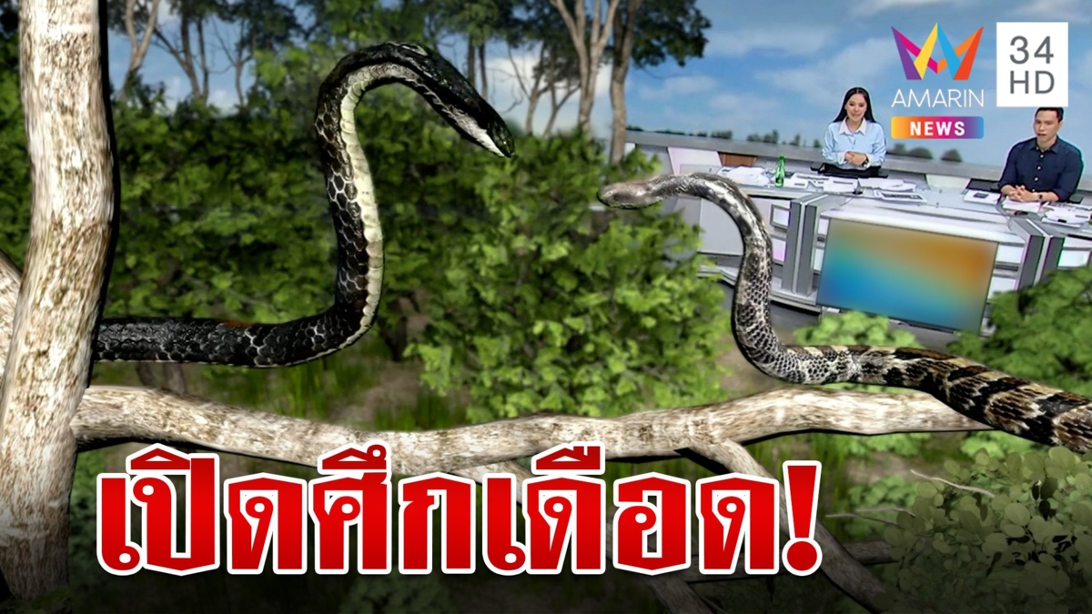 ศึกสองพญางู!"จงอาง" ปะทะ "เหลือม" บนต้นมะขามวัด