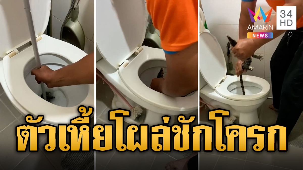 น้องแมวตกใจร้องลั่น เจอตัวเหี้ยโผล่ชักโครก